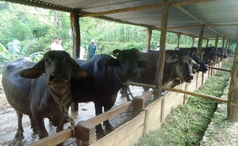 ‘एक कृषक एक दुहुनो गाई/भैंसी’ कार्यक्रम अभियानका रूपमा